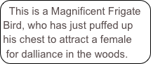This is a Magnificent Frigate Bird, who has just puffed up his chest to attract a female for dalliance in the woods.