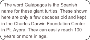 The word Galápagos is the Spanish name for these giant turtles. These shown here are only a few decades old and kept in the Charles Darwin Foundation Center in Pt. Ayora. They can easily reach 100 years or more in age.